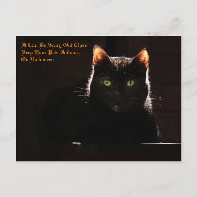 Halloween Pets Postcard (Front)