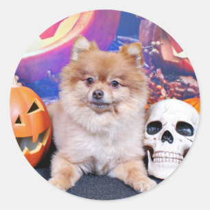 Halloween - Pomeranian - Simba Classic Round Sticker