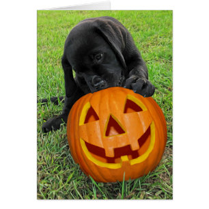 Halloween Pumpkin Puppy  - Black Lab