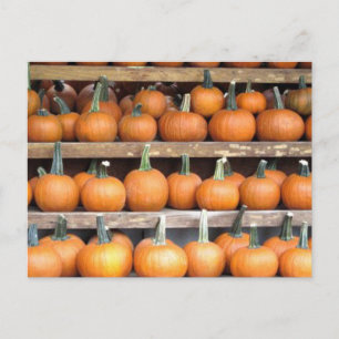 Halloween Pumpkin Wall Postcard