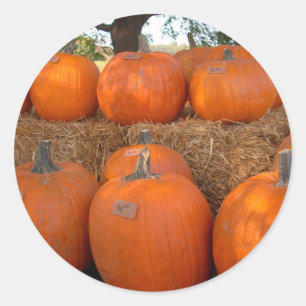 Halloween Pumpkins Classic Round Sticker