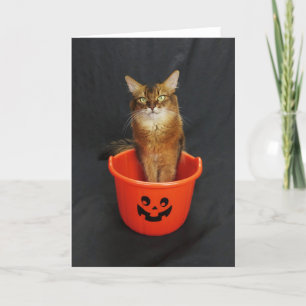 Halloween Somali Cat With Trick or Treat Bucket Holiday Card