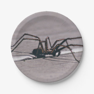 Halloween Spider Paper Plate