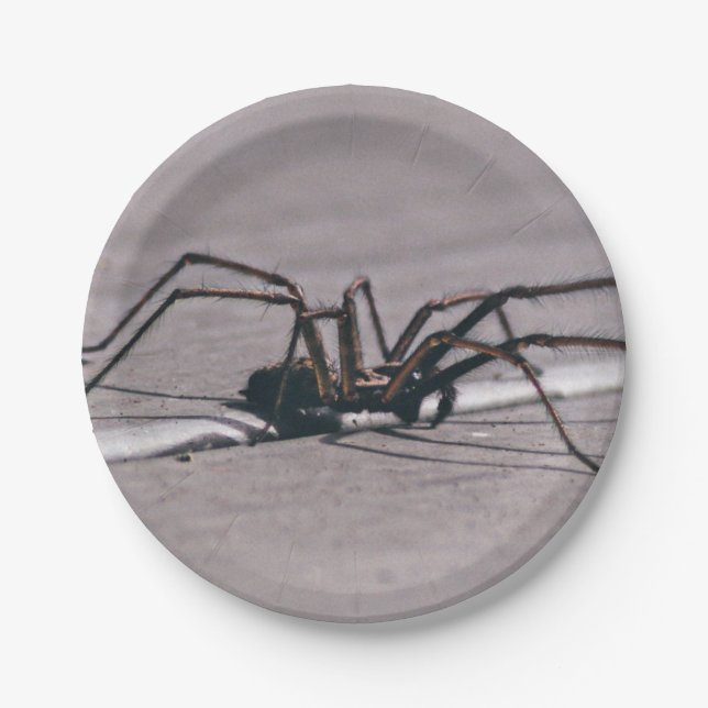 Halloween Spider Paper Plate (Front)