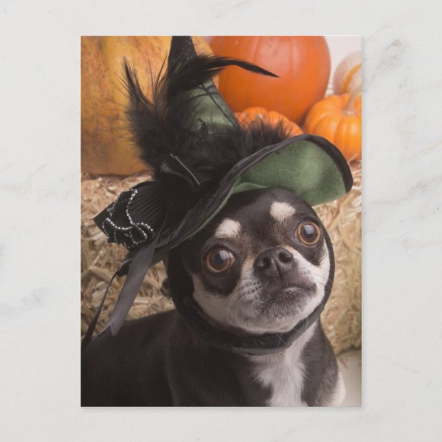 Halloween Witch Dog Postcard (Front)