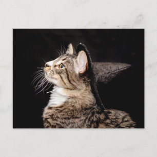 Halloween Witch Hat Cat Postcard