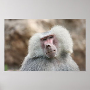 Hamadryas Baboon Monkey Poster