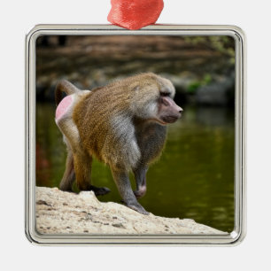 Hamadryas baboon walking on ground metal ornament
