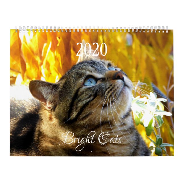 HAMbWG - Bright Cats Calendar (Cover)