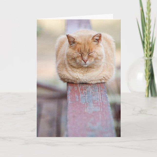 HAMbWG - Greeting Card - Cat on Rail (Front)