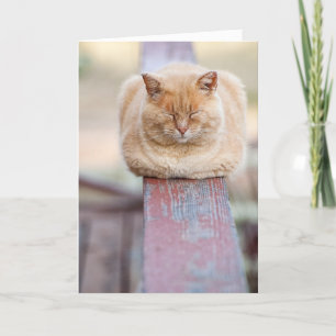 HAMbWG - Greeting Card - Cat on Rail