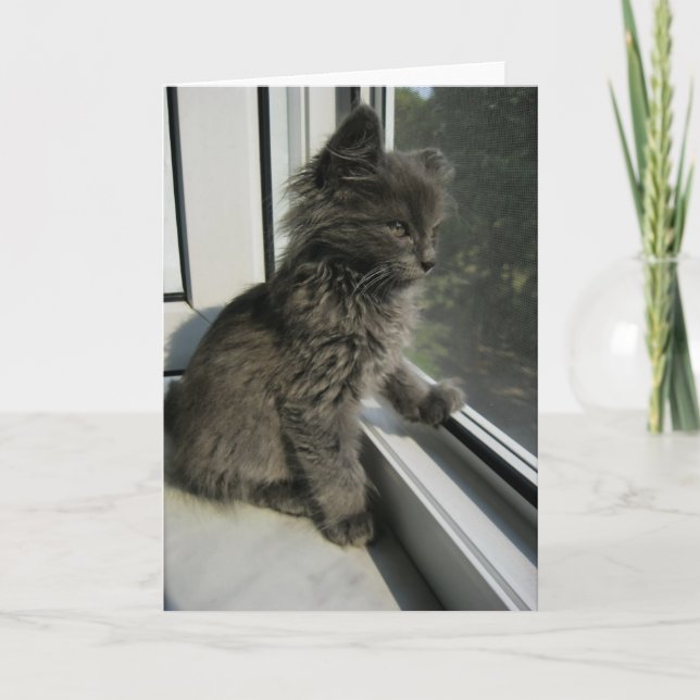 HAMbWG - Greeting Card - Kitty Indoors (Front)