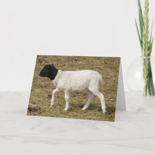 HAMbWG  Greeting Cards - Black/White