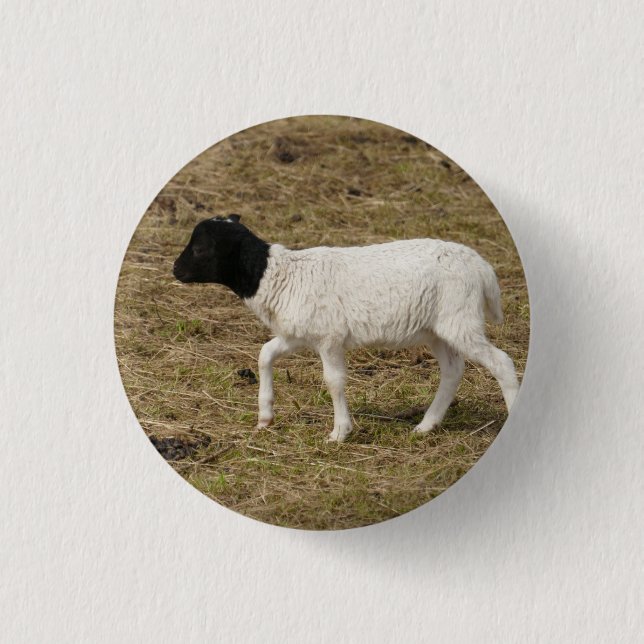 HAMbWG - Square Button - Black Head Sheep (Front)