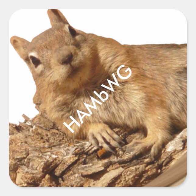 HAMbWG - Stickers - Squirrel White Logo (Front)