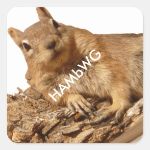 HAMbWG - Stickers - Squirrel White Logo