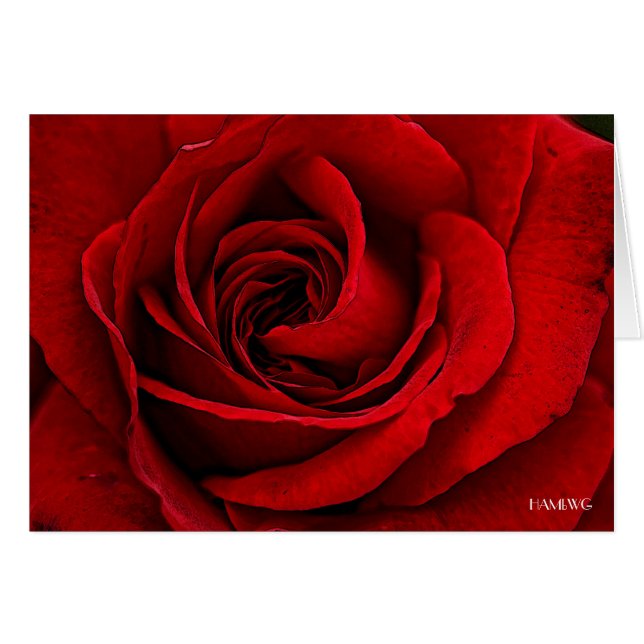 HAMbyWG - Greeting Card - Painted Red Rose (Front Horizontal)