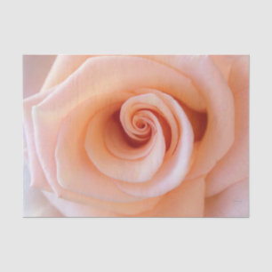 HAMbyWG - Peach Rose Tissue Paper