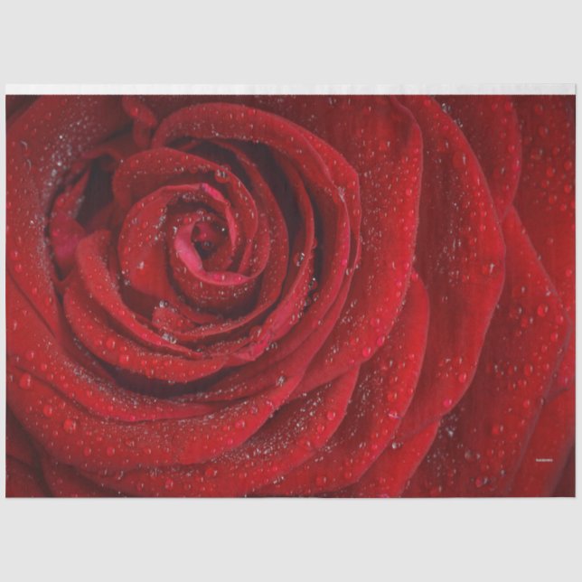 HAMbyWG Red Rose Tissue Paper (Front)