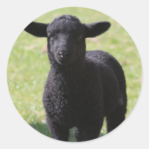 HAMbyWG - Stickers - Black Sheep