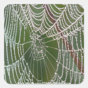 HAMbyWG - Stickers - Spider Web