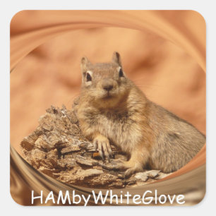 HAMbyWG - Stickers - Squirrel in Swirrel Logo