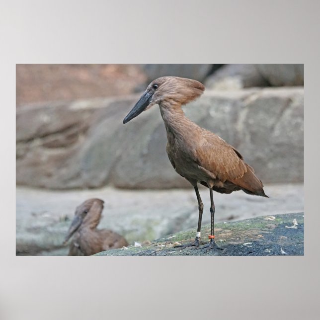 Hamerkop (Scopus umbretta) Poster (Front)