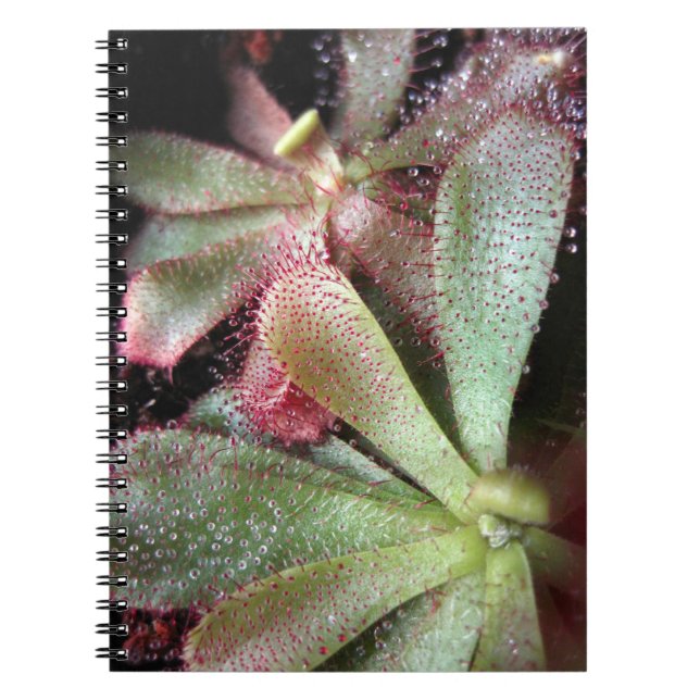 Hamilton's Sundew Plant Photo Notebook (Front)