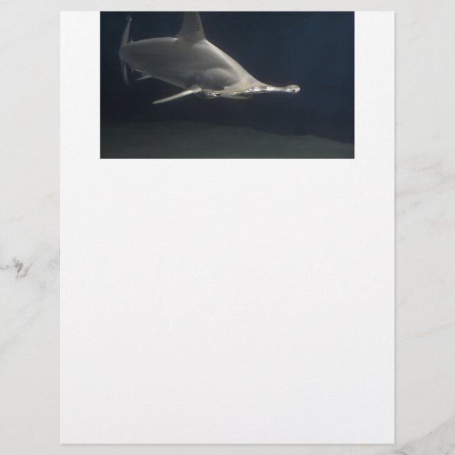 Hammerhead Shark (Front)