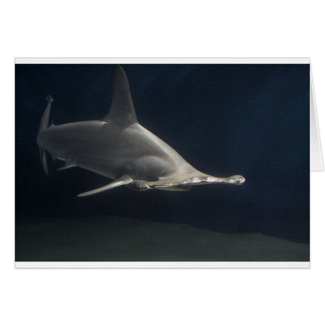 Hammerhead Shark (Front Horizontal)