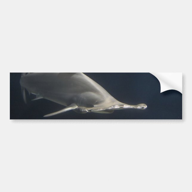 Hammerhead Shark Bumper Sticker (Front)