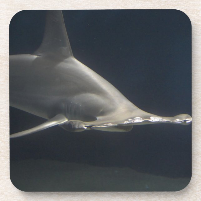 Hammerhead Shark Coaster (Front)