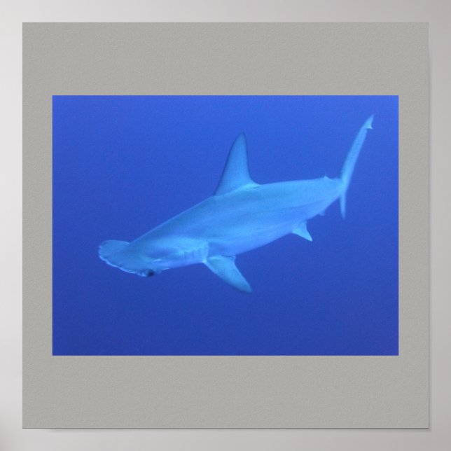 Hammerhead Shark Fish Swim Grey Grey Guy Gal Poster (Front)