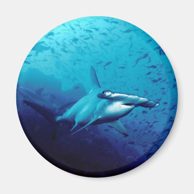 Hammerhead shark magnet (Front)