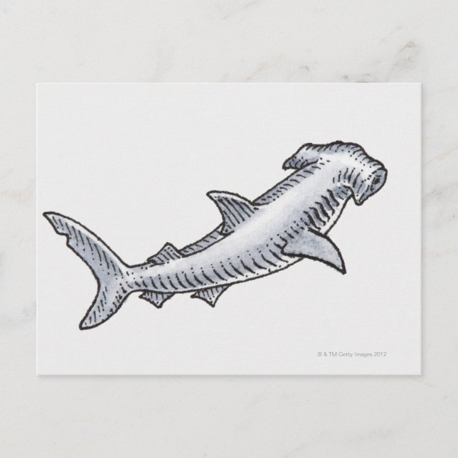 Hammerhead Shark Postcard (Front)