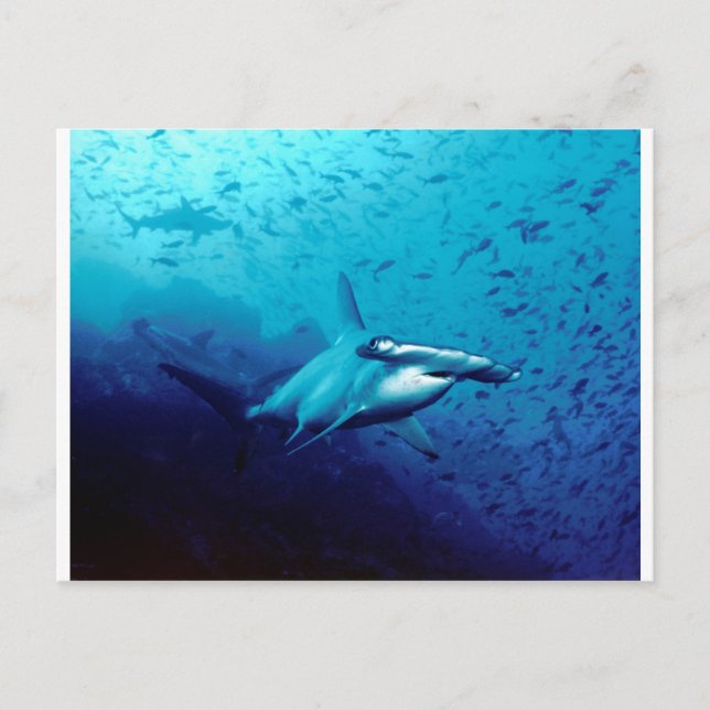 Hammerhead shark postcard (Front)