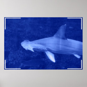 Hammerhead Shark Poster