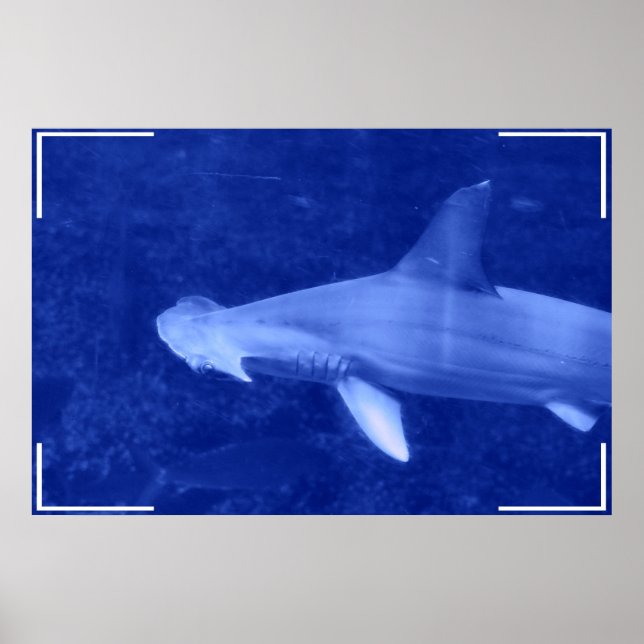 Hammerhead Shark Poster (Front)