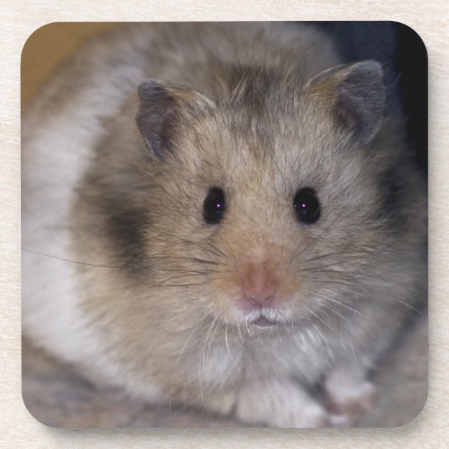 Hammie Set of 6 Coasters (Front)