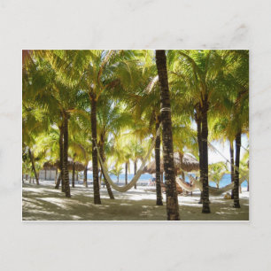 Hammock and Palm Trees Postcard