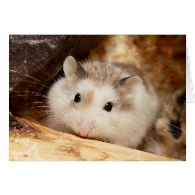 Hammyville - Cute Hamster (Front Horizontal)