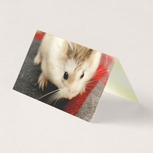 Hammyville - Cute Hamster