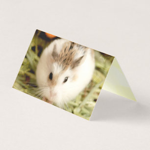 Hammyville - Cute Hamster