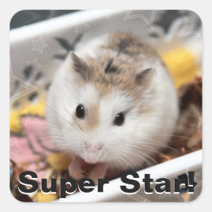 Hammyville - Cute Hamster Square Sticker