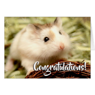 Hammyville - Hamster Congratulations