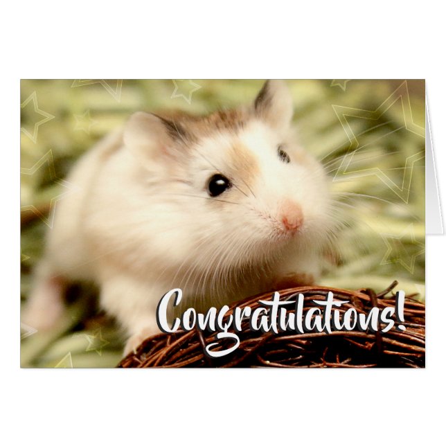Hammyville - Hamster Congratulations (Front Horizontal)