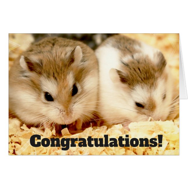 Hammyville - Hamster Congratulations (Front Horizontal)