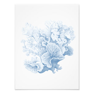 Hampton Coral soft blue Photo Print