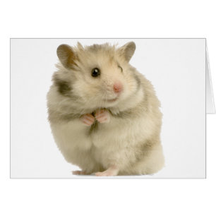 Hamster
