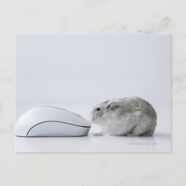 Hamster and Computer mouse Postcard (Front)